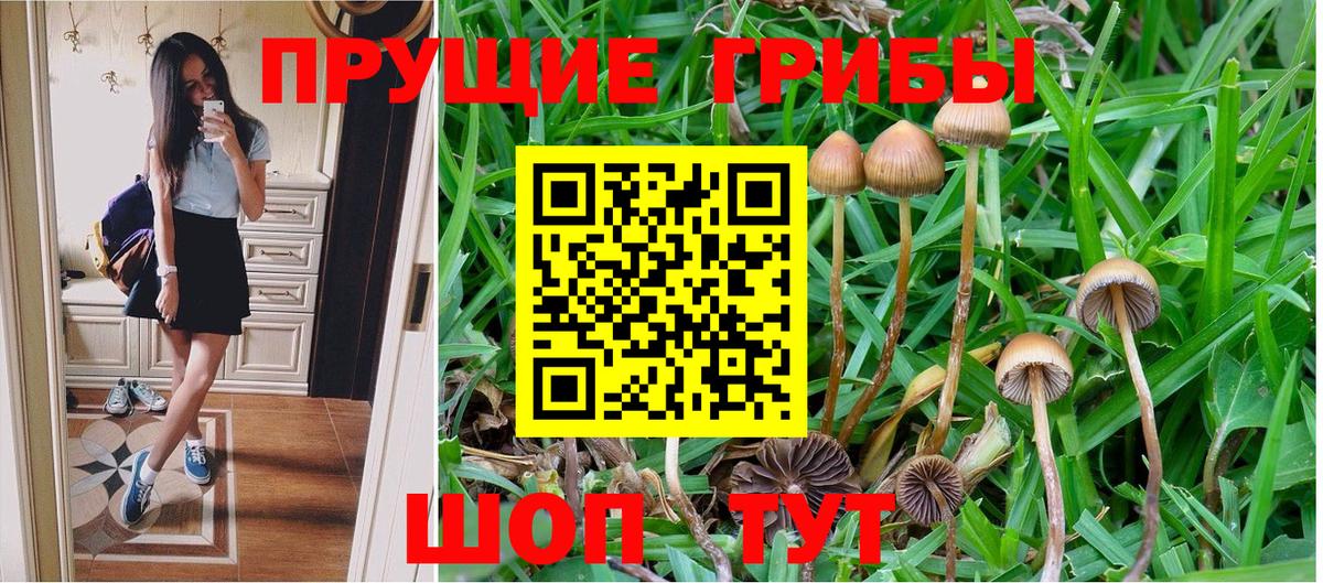 Галлюциногенные грибы Psilocybine cubensis Братск